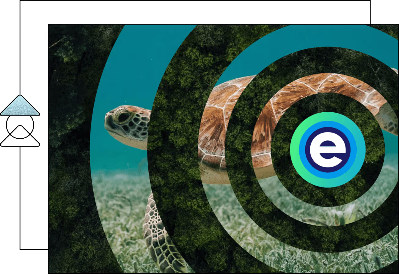 Sea turtle swimming, representing the ekko sustainability partnership